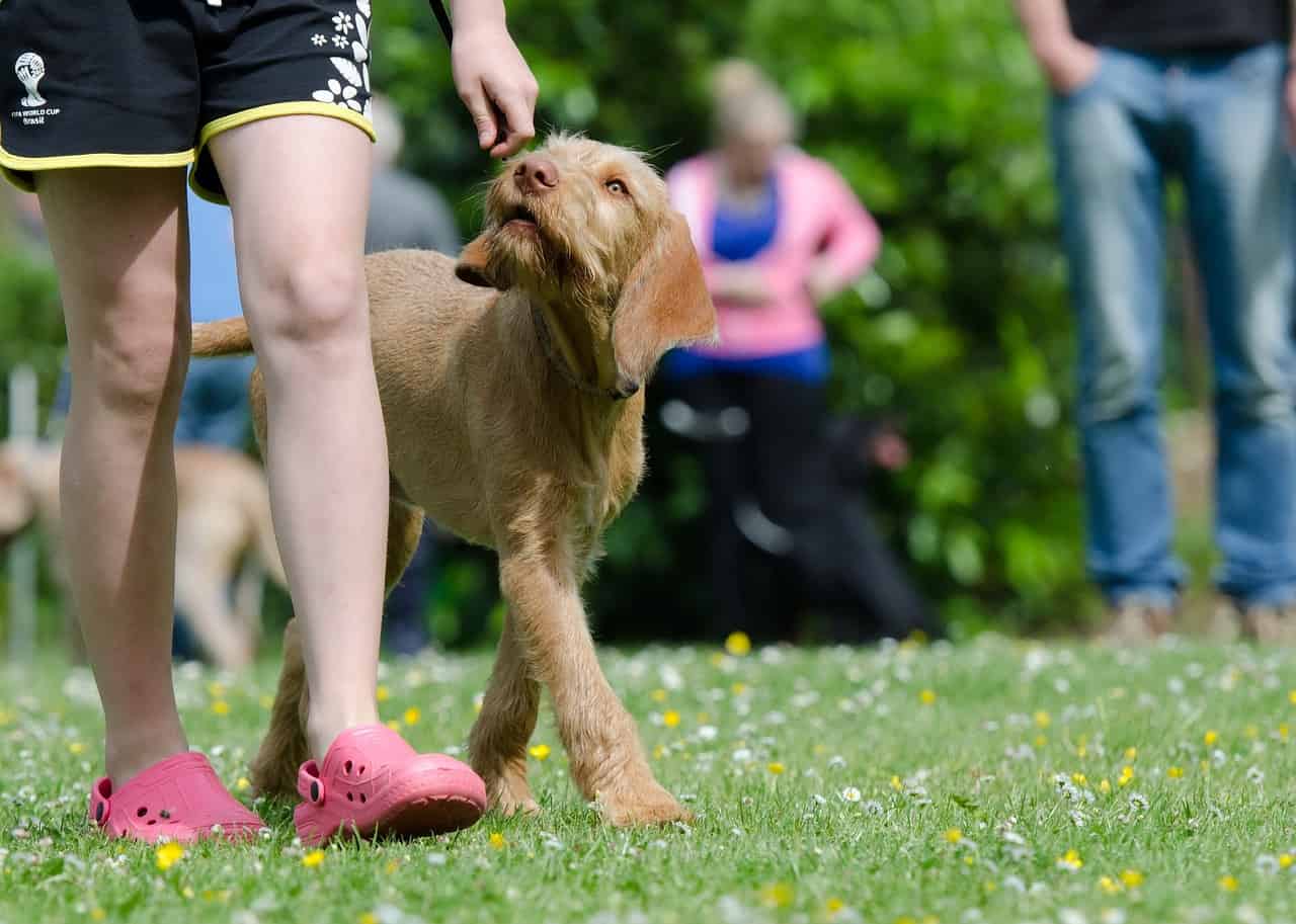 Hundeschule in Dresden