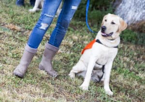 Hundetrainer mit Hund im Großen Garten Dresden