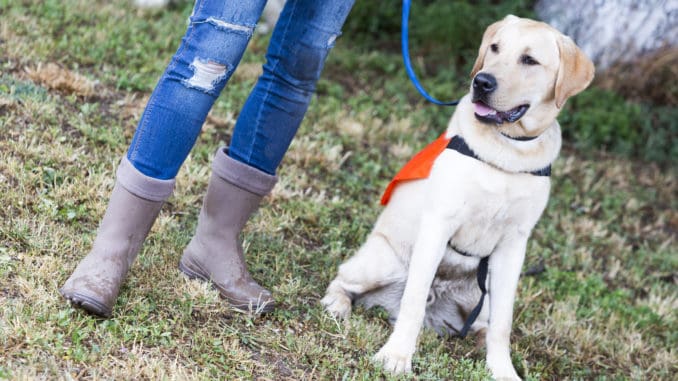 Hundetrainer mit Hund im Großen Garten Dresden