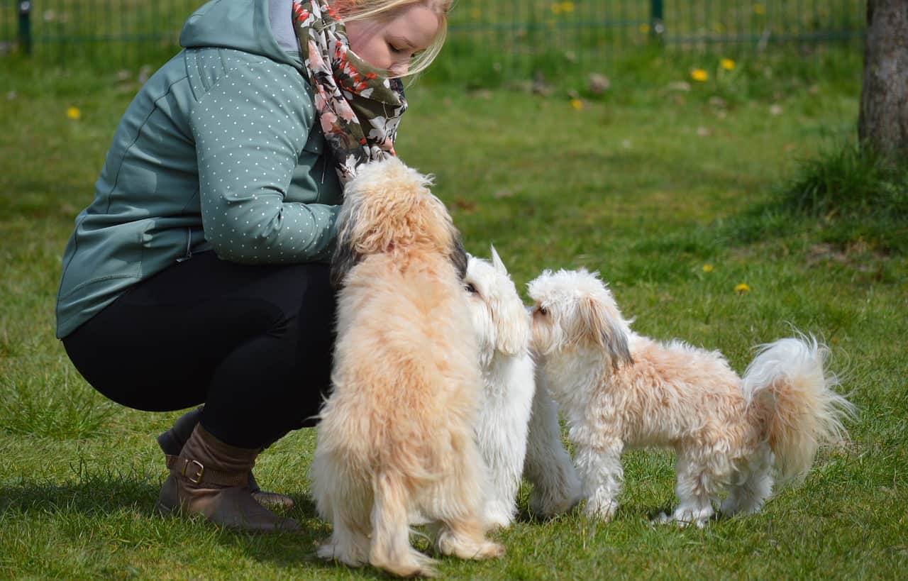 Hundetraining in Dresden