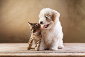 Hund und Katze