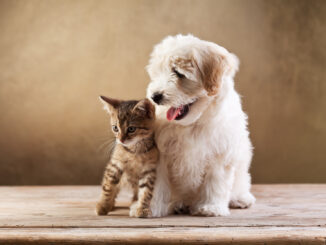 Hund und Katze